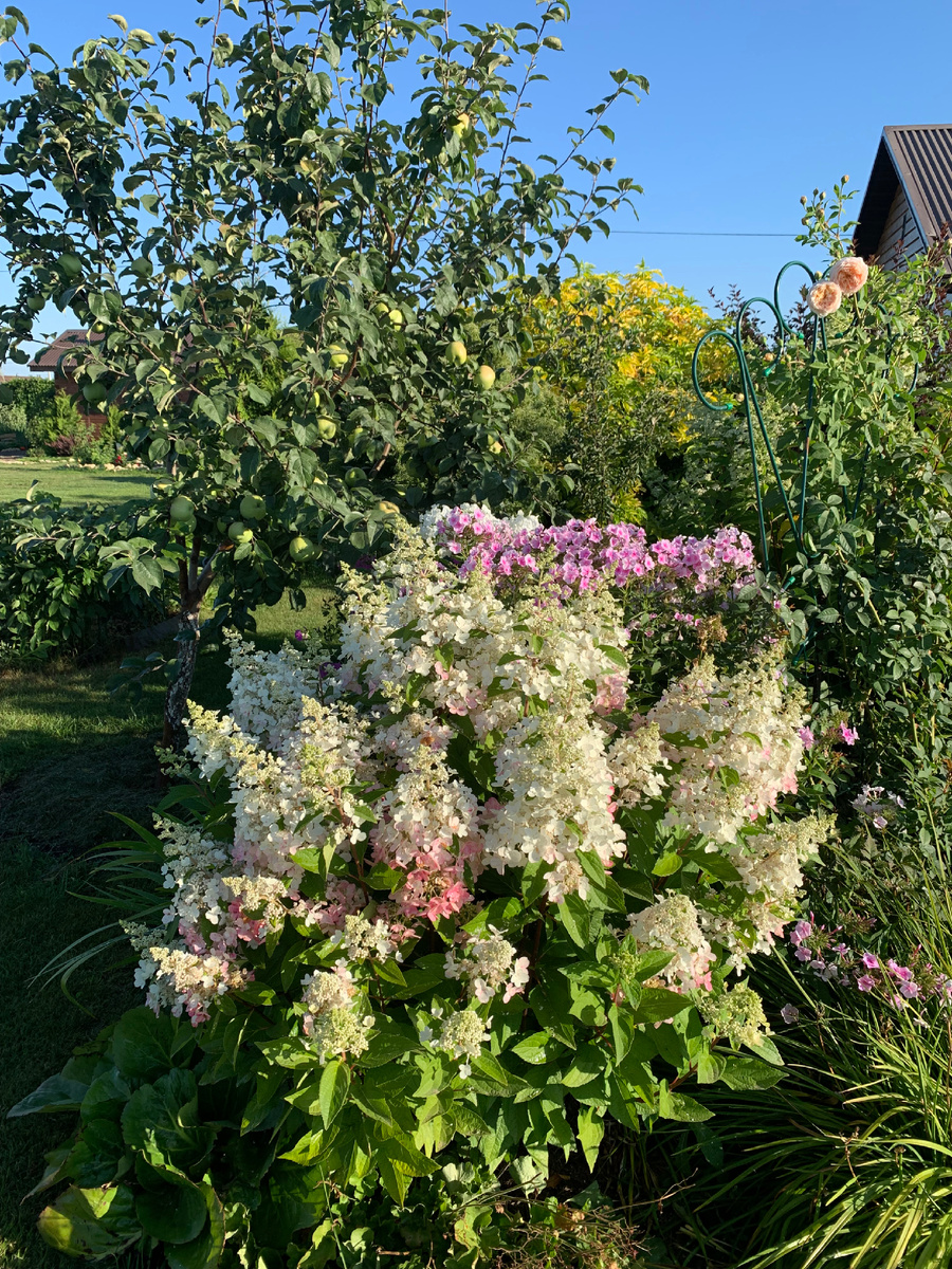 Цветение Пинки Винки в 2022 году. Фото Мой второй сад. 