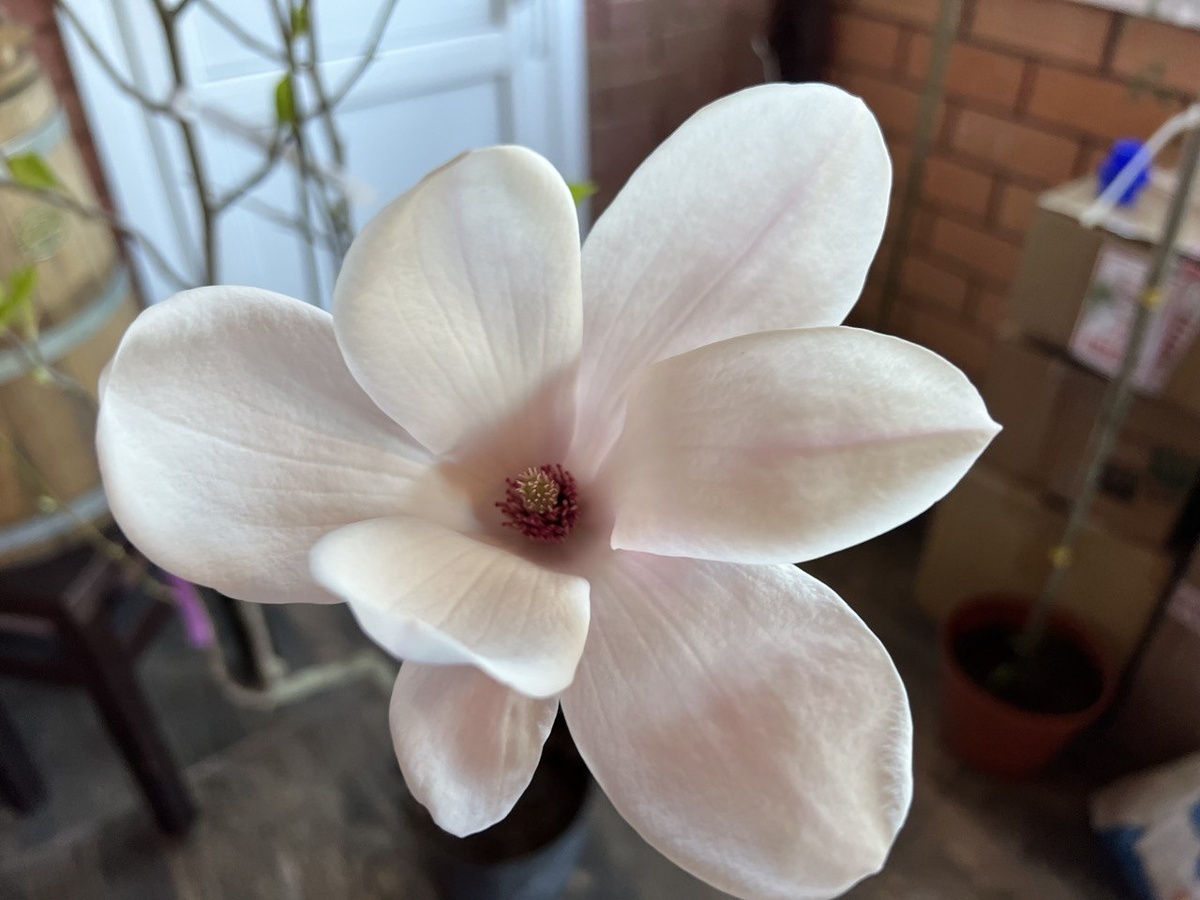 Магнолия хорошо растет на щелочных почвах