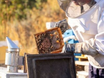 ИИ научили прогнозировать поведение пчёл для повышения качества мёда