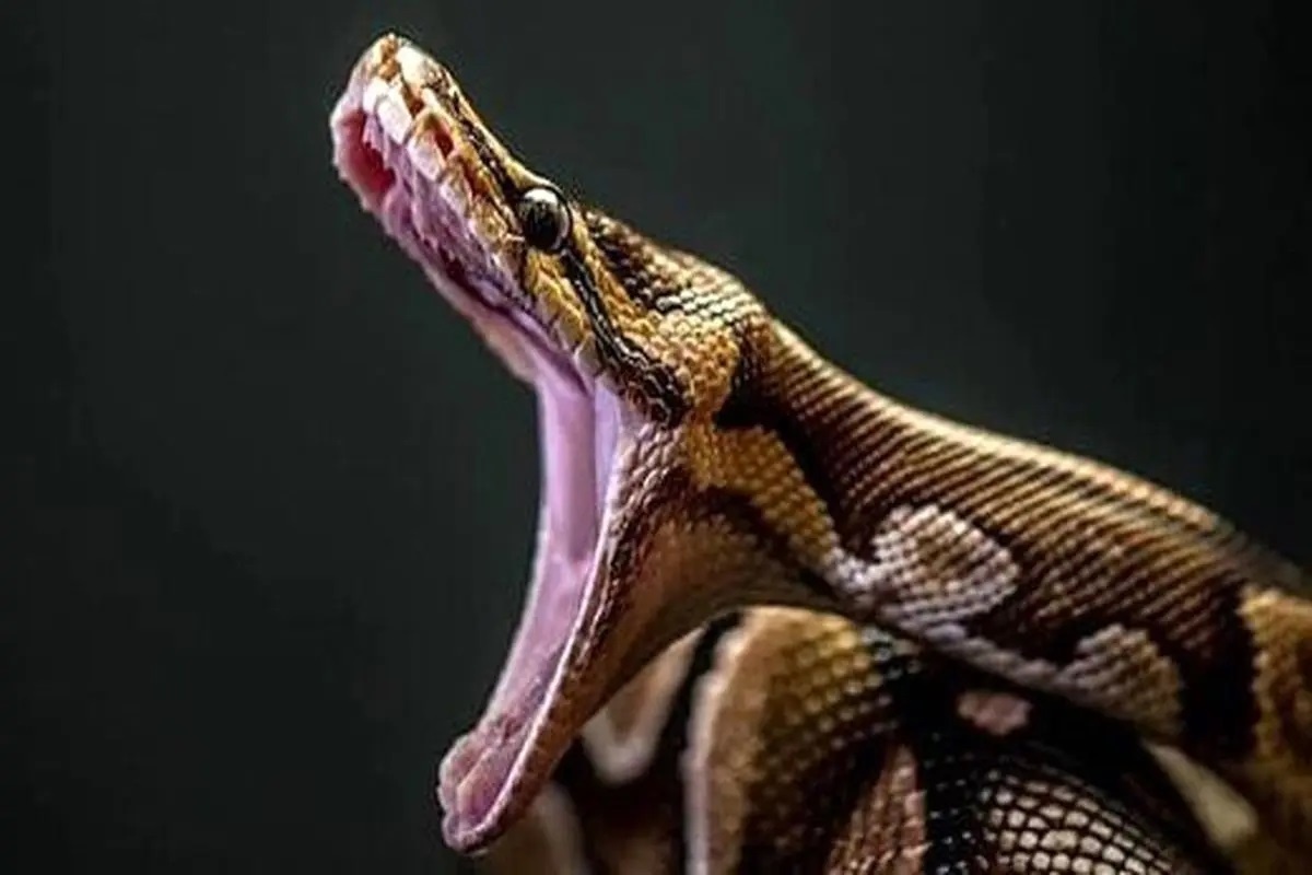 Фото с сайта:https://saednews.com/c/10015/456503