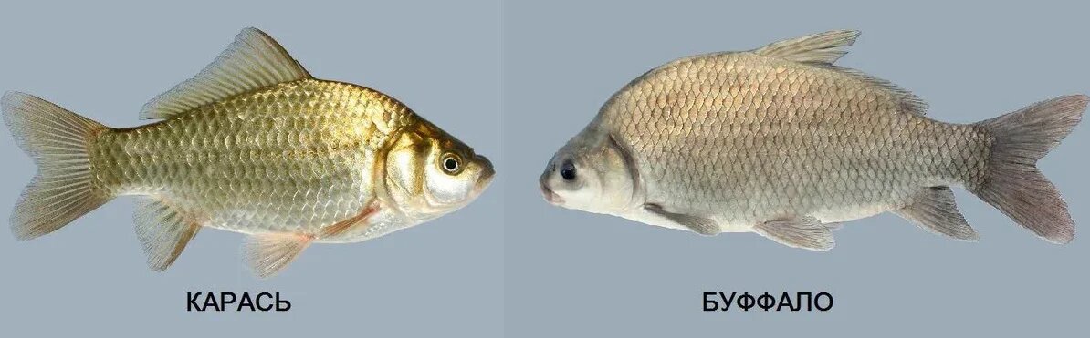 Буффало или карась? Разбираем путаницу с названиями и видами