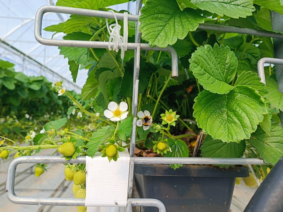    Садовод Нина Щербакова советует тюменцам высаживать клубнику уже в январе Наталья ВАРСЕГОВА