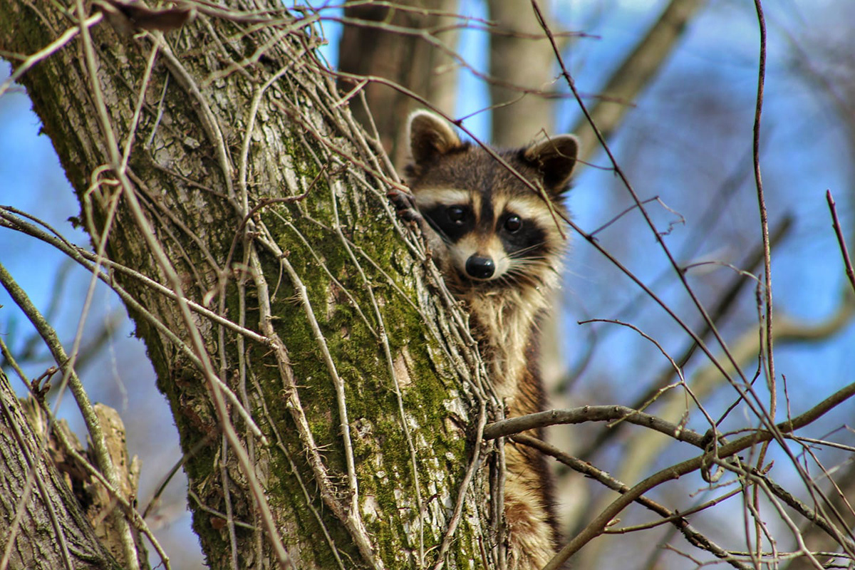 Фото с сайта: https://www.behance.net/gallery/78933079/Trash-Panda