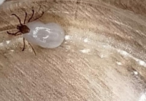 Клещи Деда Мороза сводят с ума костромичей