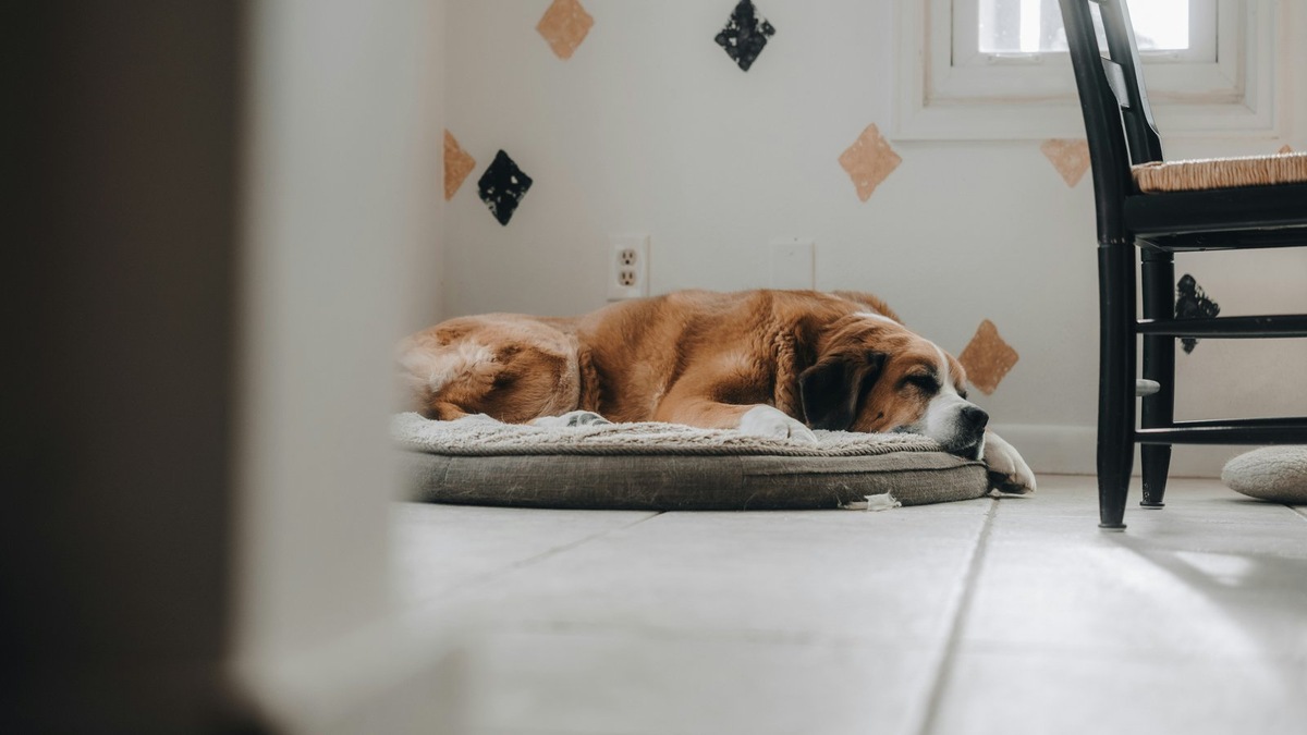    Крутится перед сном — естественное поведение собаки, корни которого уходят глубоко в прошлое