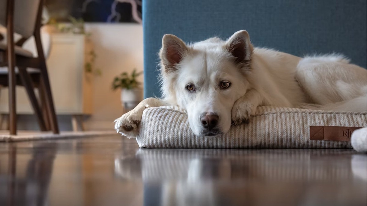    Навязчивое и беспокойное поведение может быть поводом проконсультироваться со специалистом