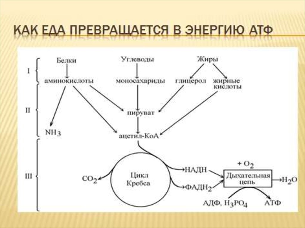 Яндекс. Картинки.