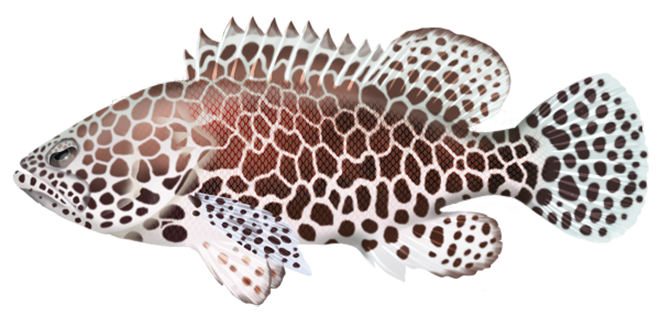 Epinephelus merra