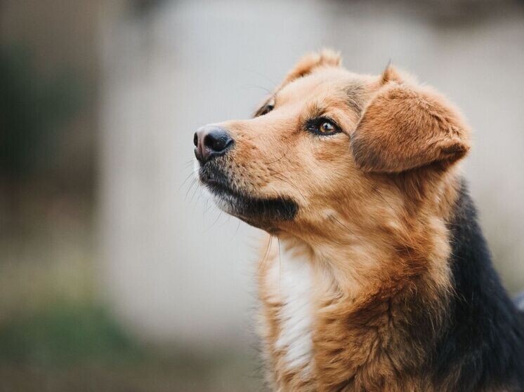     Фото: Zlatko59/Shutterstock/Fotodom