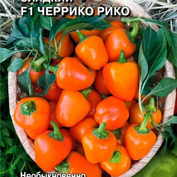 Семена от Седек