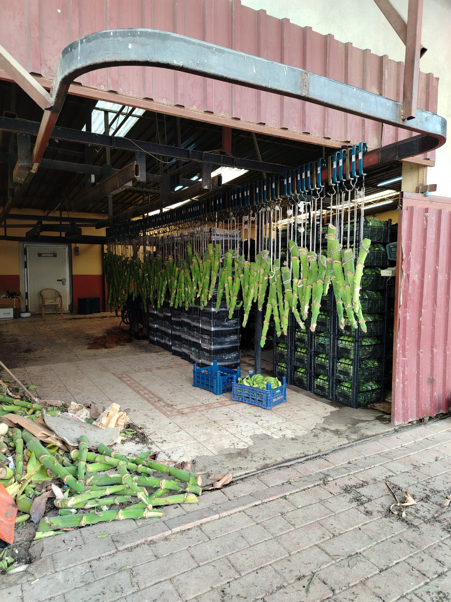 Банановый промысел