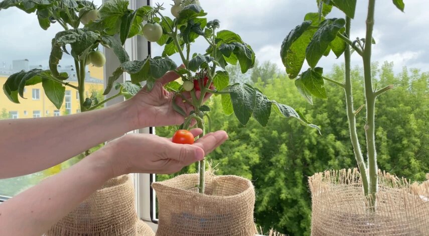 Выращиваем на подоконнике: перцы, редис, щавель, мяту, базилик