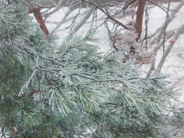     В соревнования приняли участие все желающие. Фото: Архив МК в Великом Новгороде