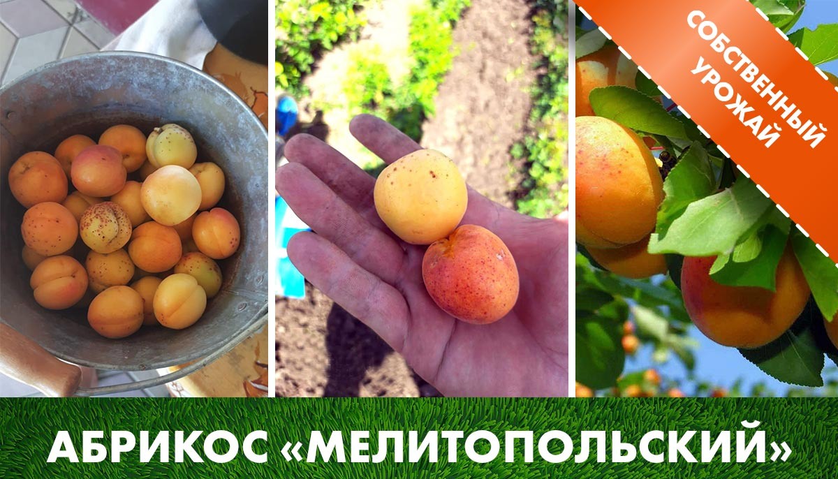 Урожай раннего абрикоса  «Мелитопольский» на нашем участке в клетке саженцев