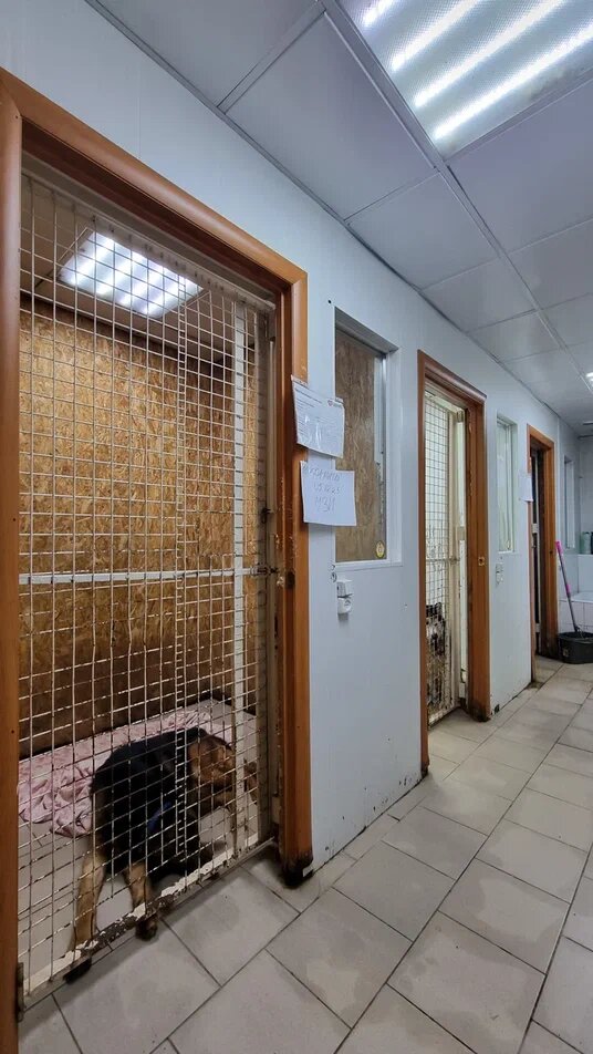 Муниципалитет нам НЕ выделяет корм, деньги. Ничего!