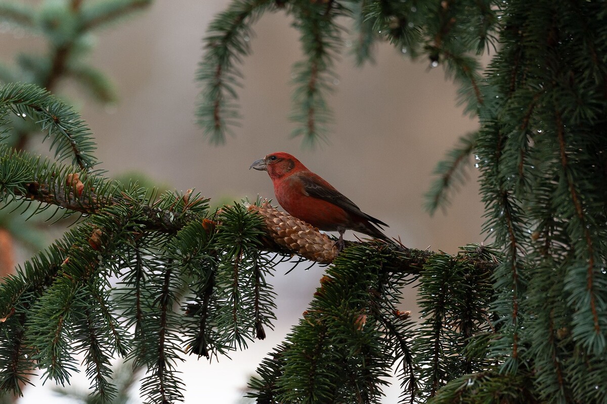 Фото взято из открытого источника Яндекс Картинки.