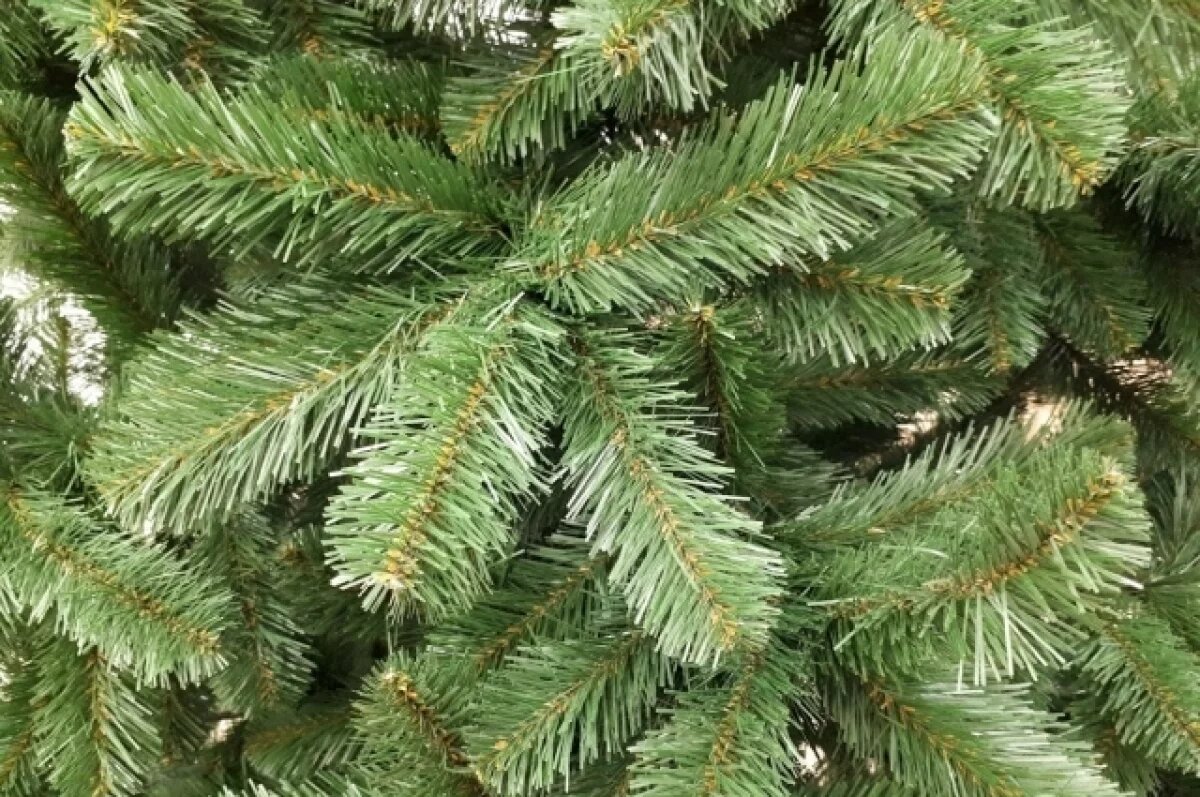    Тюменцам рассказали, как сберечь новогоднюю елочку для высадки в грунт