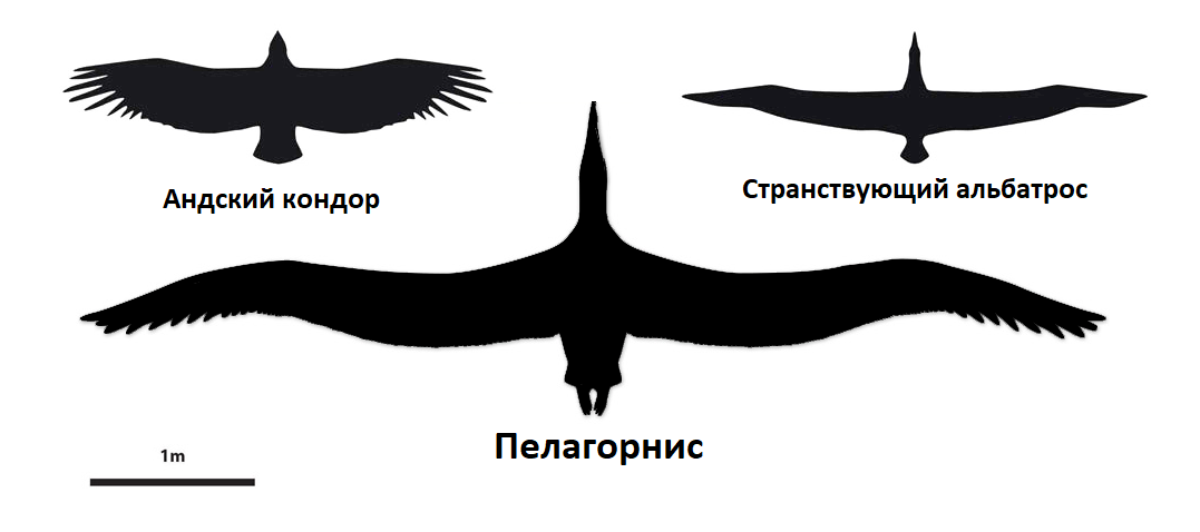 Пелагорнис был крупнее, чем две самые крупные современные летающие птицы вместе взятые.
