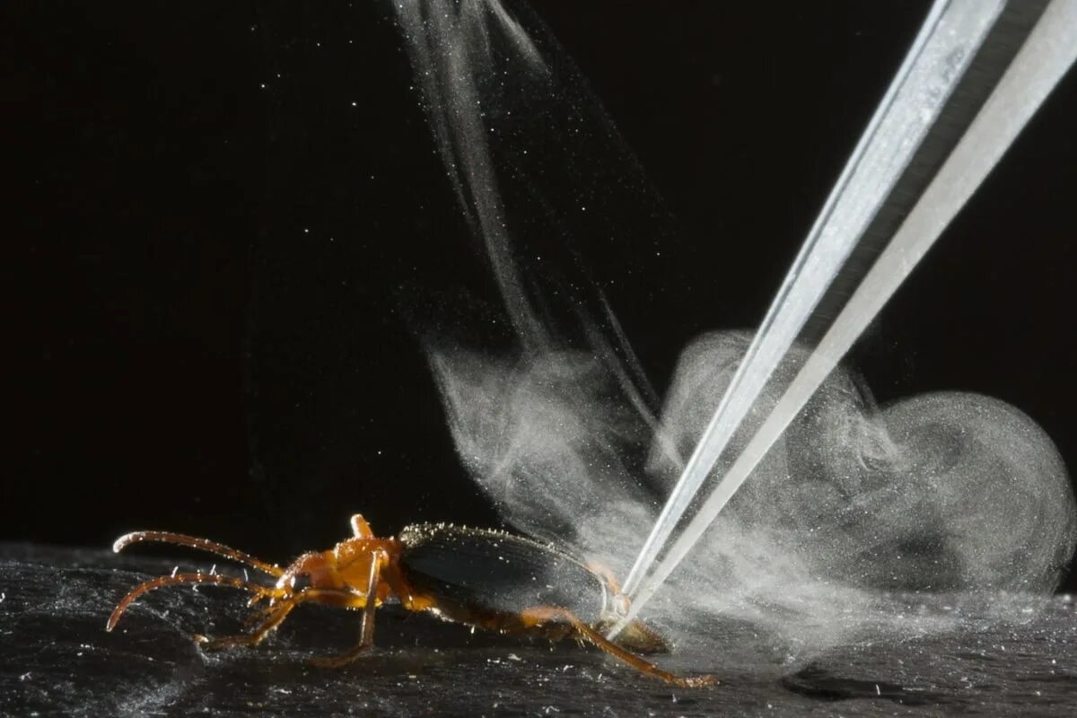 Фото с сайта: https://www.wonderslist.com/10-facts-creepy-crawlies-will-tickle-funny-bone/?share=mastodon