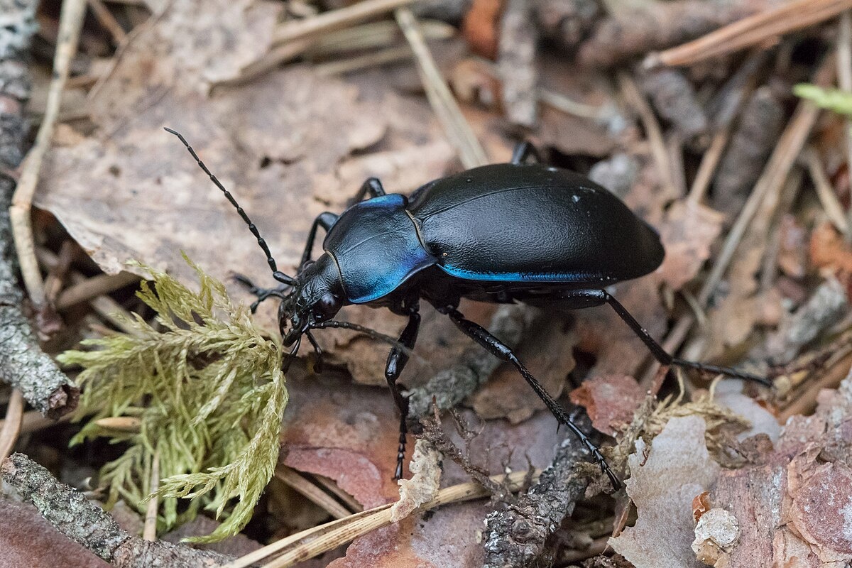 Фото с сайта: https://commons.wikimedia.org/wiki/File:Violettjooksik,_Carabus_violaceus.jpg