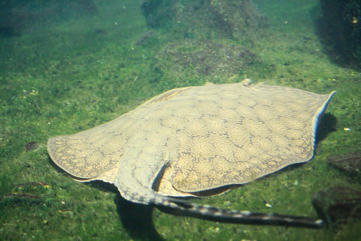 Фото с сайта: https://commons.wikimedia.org/wiki/File:Trnucha_Castexova_9213.jpg