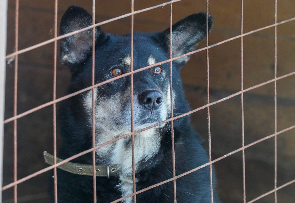    Приют «Велес» в Ханты-Мансийске ежегодно пристраивает более 40 бездомных собак в семьи