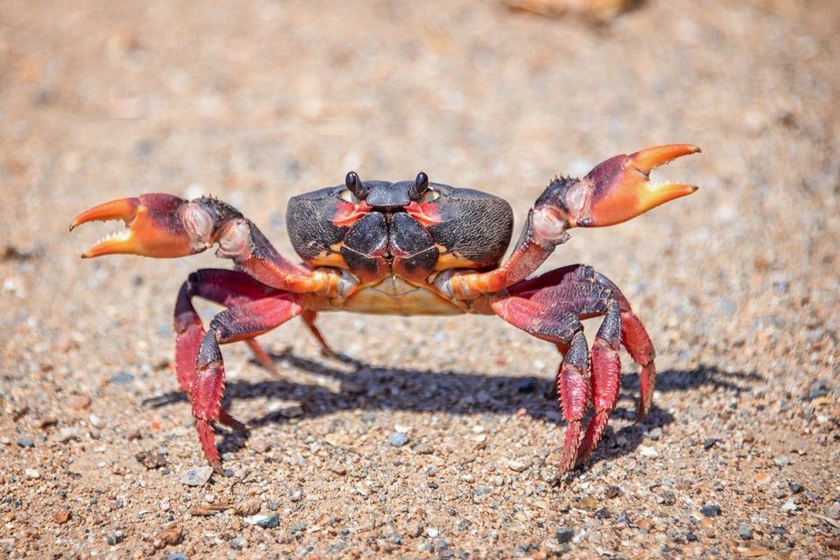 Фото с сайта: https://www.independent.co.uk/independentpremium/world/batteries-crabs-biodegradable-zinc-chitosan-b2158557.html