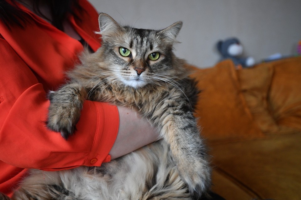    Обязательной регистрация была только для собак, но кошек тоже активно вносили в базу. Алексей БУЛАТОВ