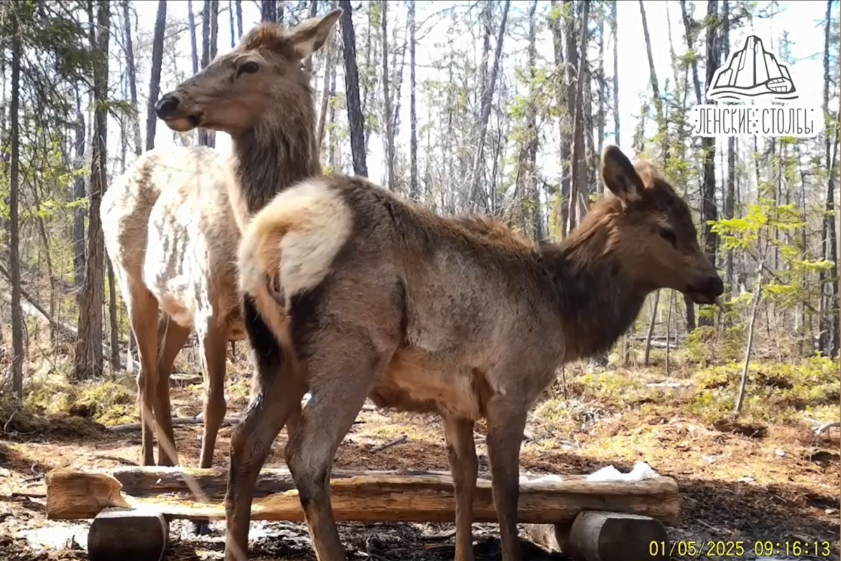 Фото с сайта: https://ysia.ru/trapezu-izyubra-s-detenyshem-zapechatlela-fotolovushka-v-natsparke-lenskie-stolby/