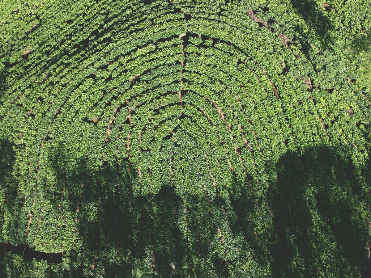 Чайные плантации Шри-Ланки с высоты птичьего полёта. Фото: Petr Sevcovic / Unsplash