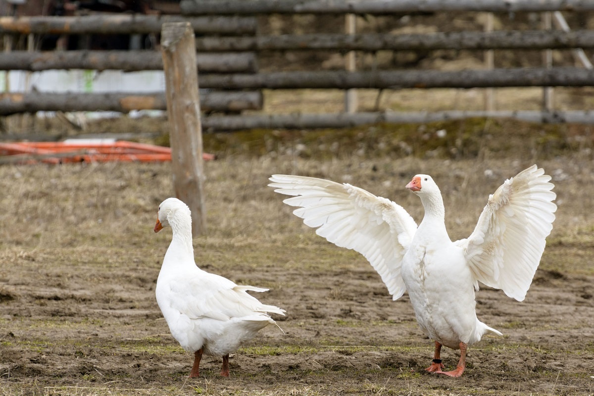 Фото с сайта: https://picsy.ru/photo/gus-44606172