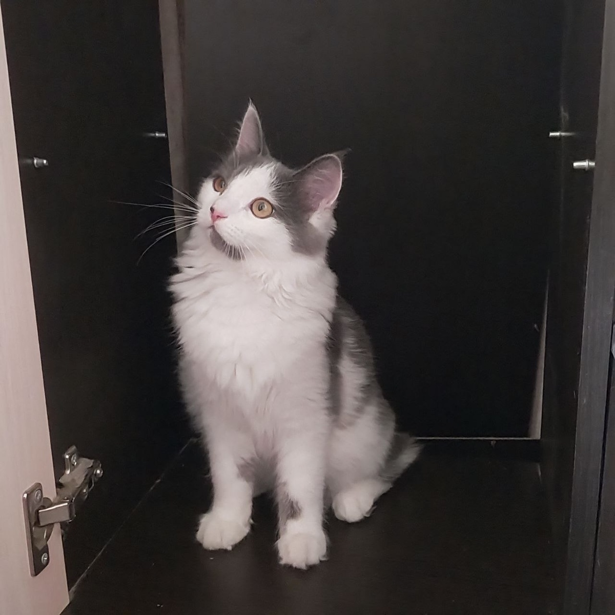 Только полку разобрала, а все - занято! 