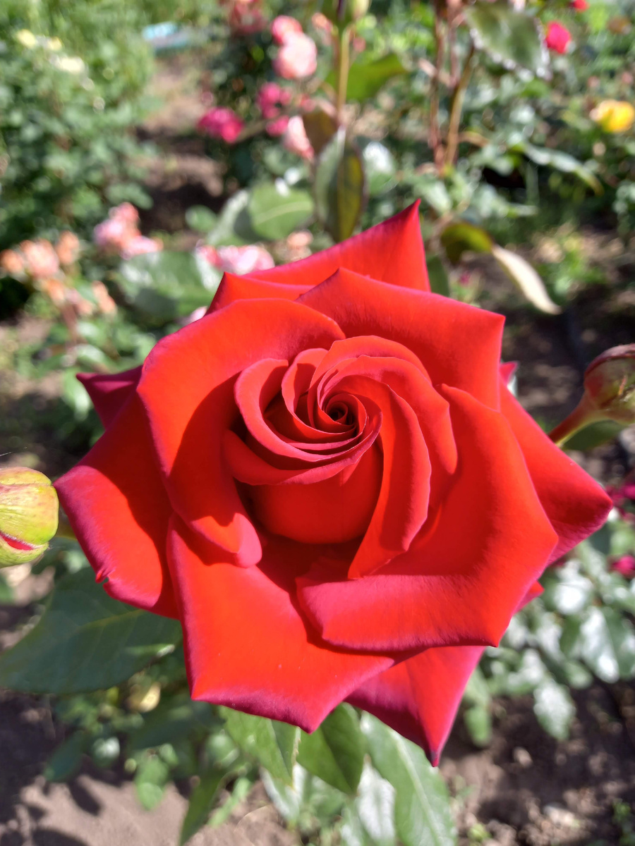 Черная Магия  июнь 2025