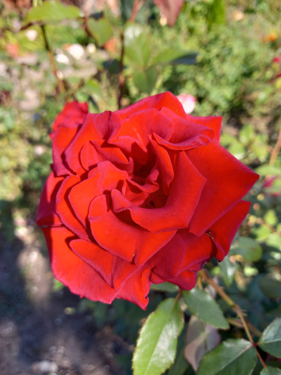 Черная Магия Фото автора канала Птичка Степная 