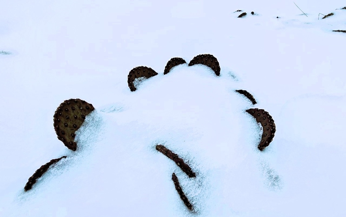 опунция засыпанная снегом