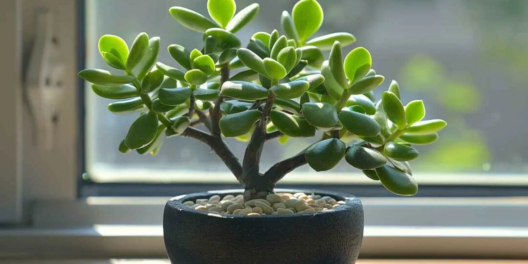 Денежное дерево, толстянка, у вас дома, все о выращивании и как его заставить цвести