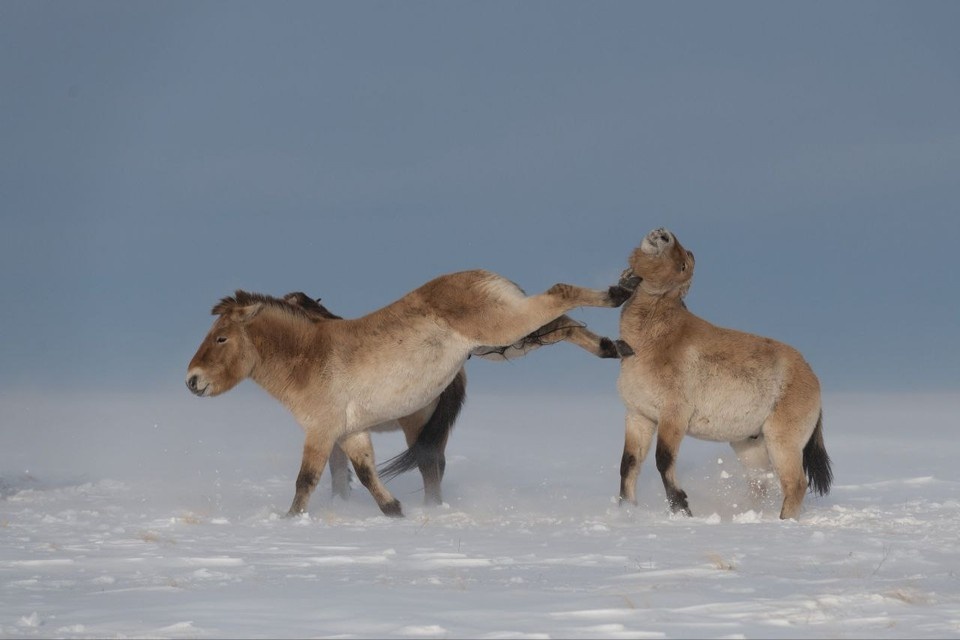    Недавно из заповедника несколько лошадей отправили создавать новую популяцию в Хакасии. Фото: «Заповедники Оренбуржья»
