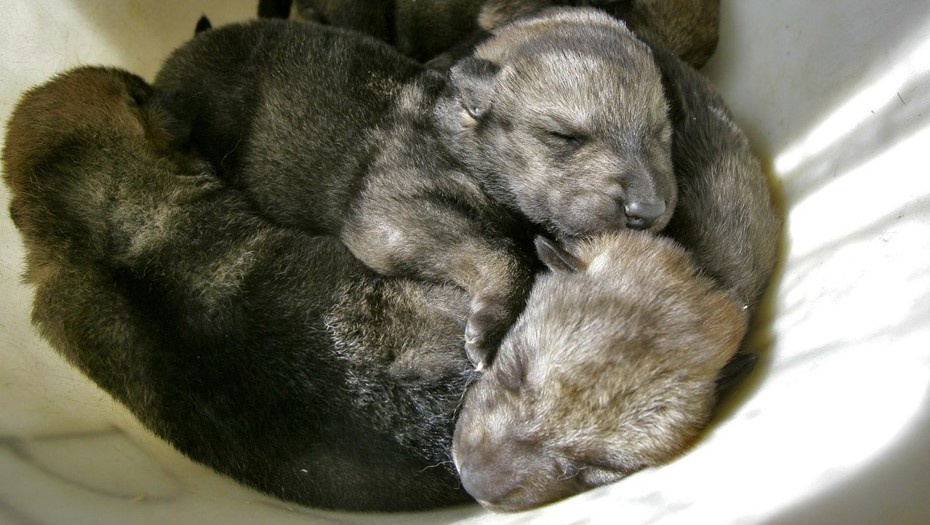    Волчата Автор фото: Ловецкий Дмитрий