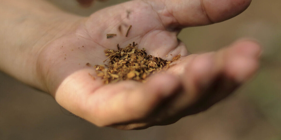 В Госдуме предупредили о потерях в 2,5 млрд руб. из-за остановки производства жевательного табака