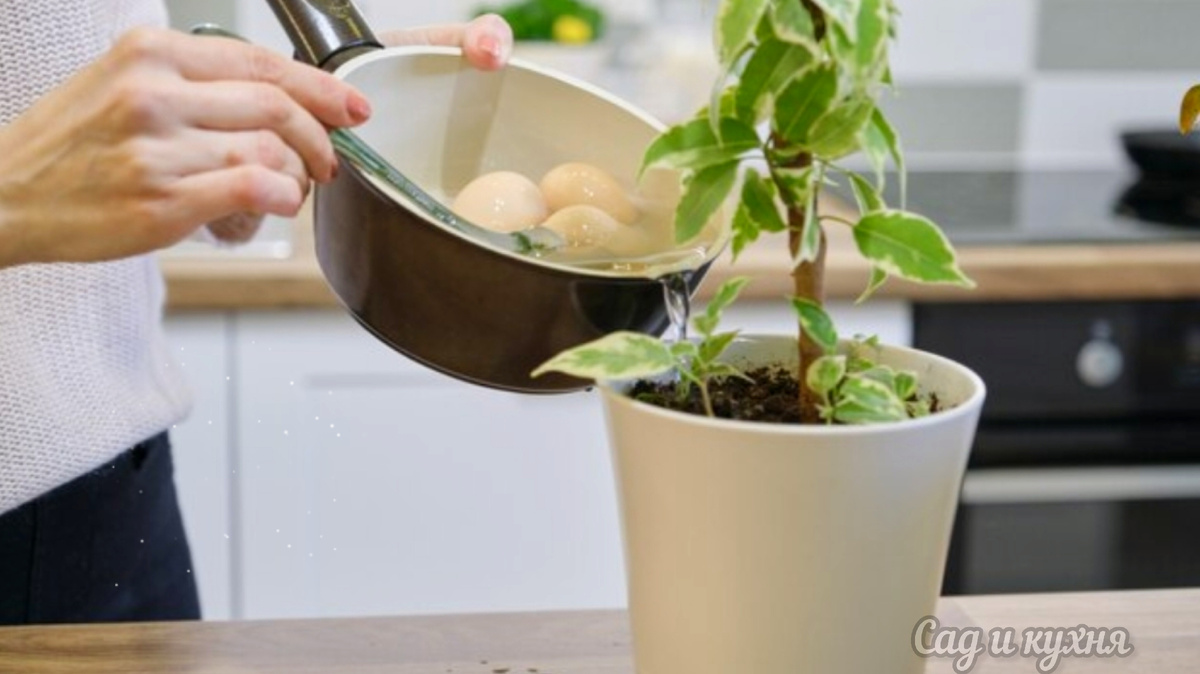 Полив цветов .