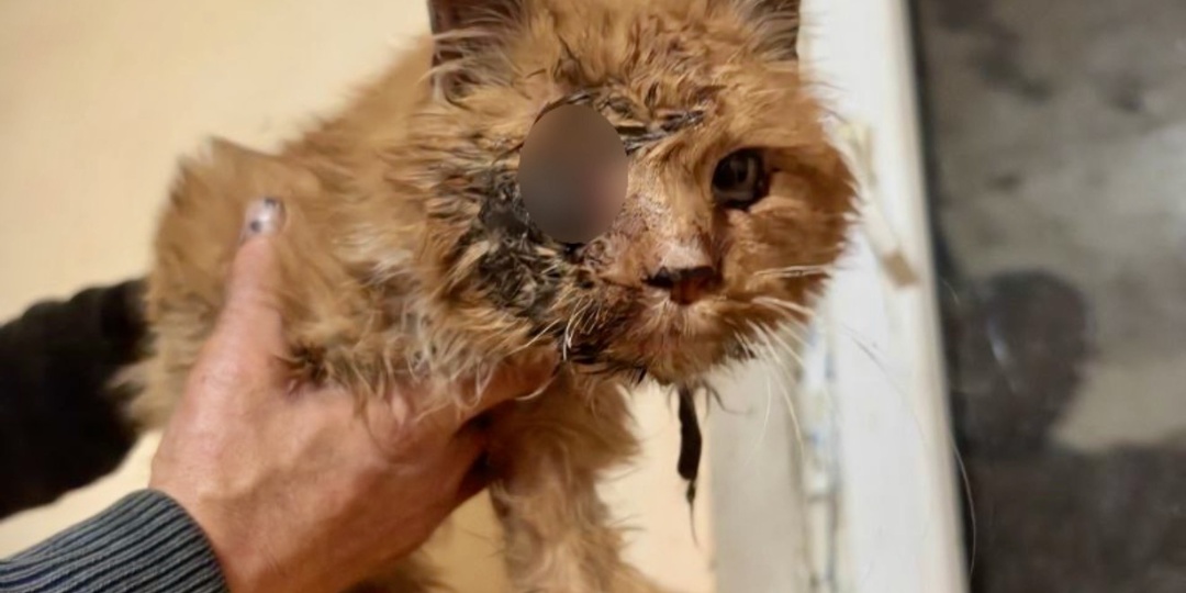 Изранен, истощён и полуслеп. Не может есть, не может жить!