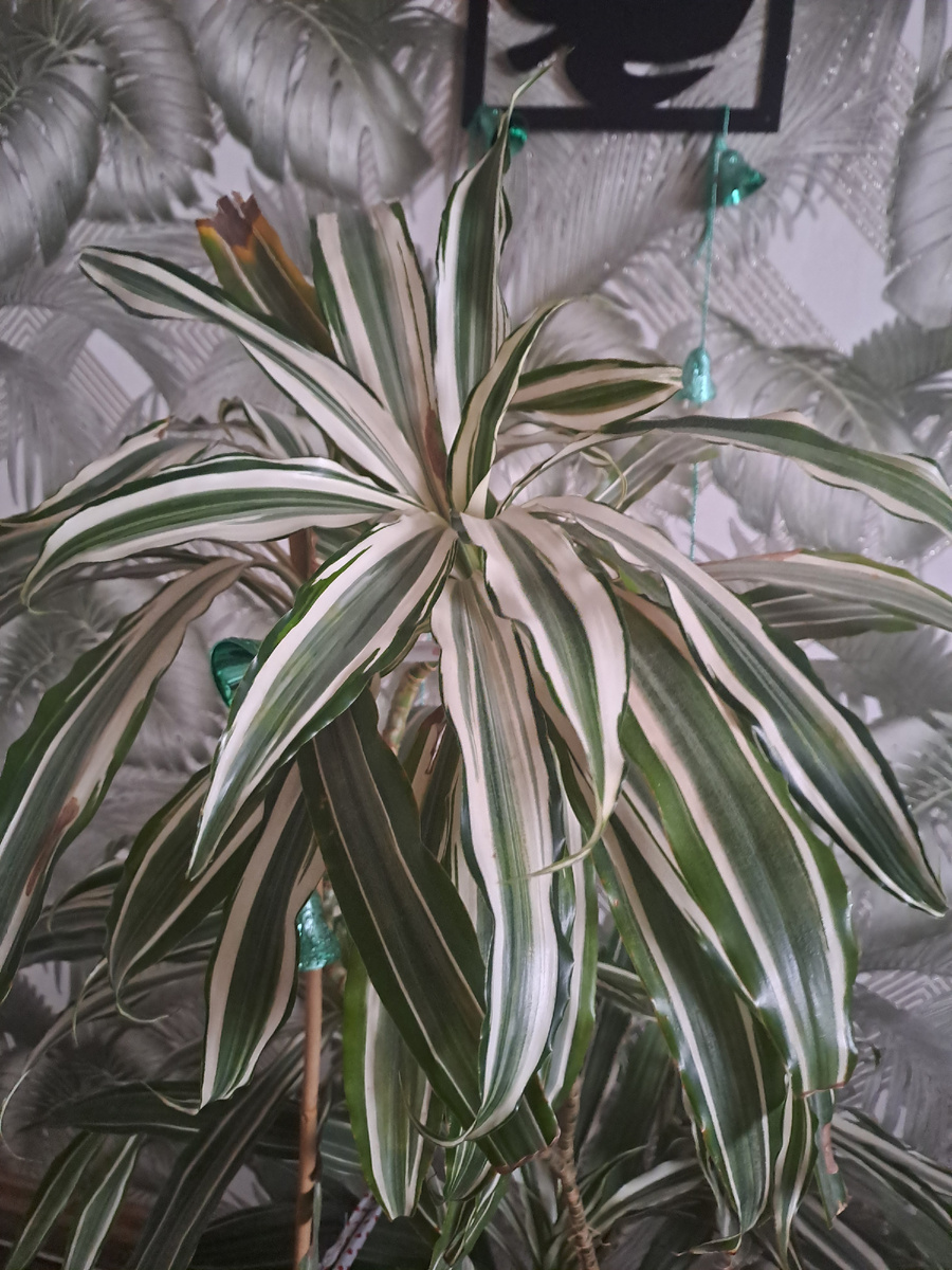 Драцена душистая 