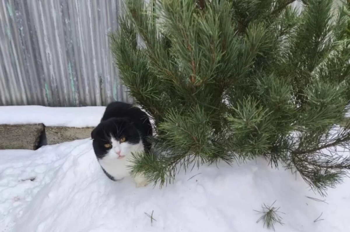    В Томске пройдёт благотворительный фестиваль кошек и рептилий