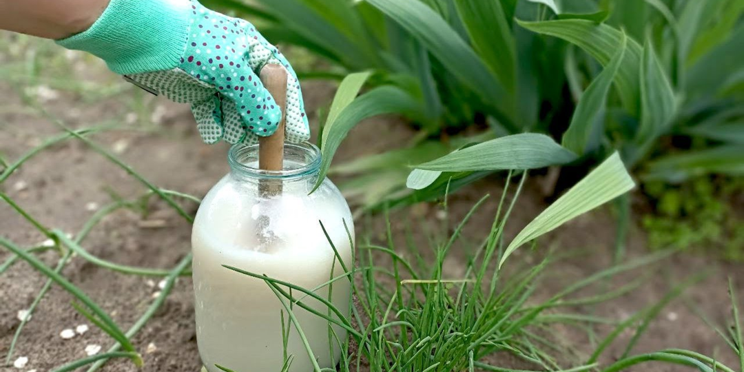 Без навоза и без овсянки: купил пачку за 25 рублей и разом удобрил все грядки. Повторяю каждый год