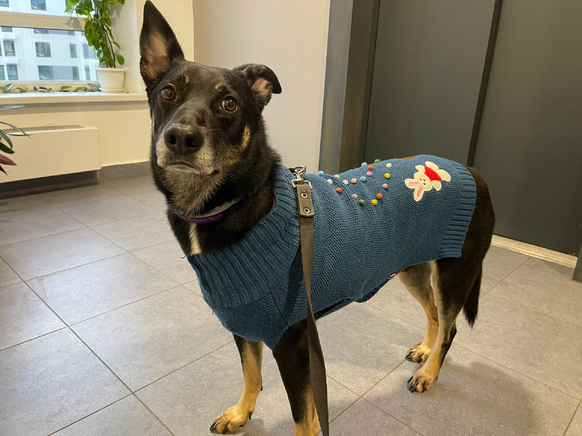 Ну... Как ни как, но больше двух лет я был именно им! Да и к своим новым человекам уже стал привыкать 🤷‍♂️