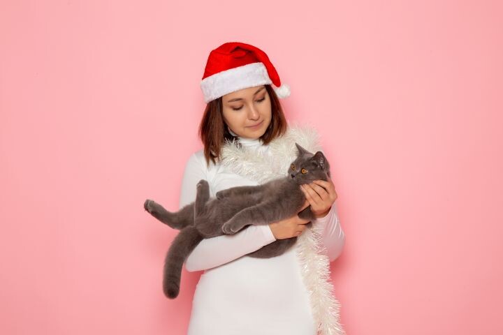 Что делать, если гости хотят погладить вашего кота?