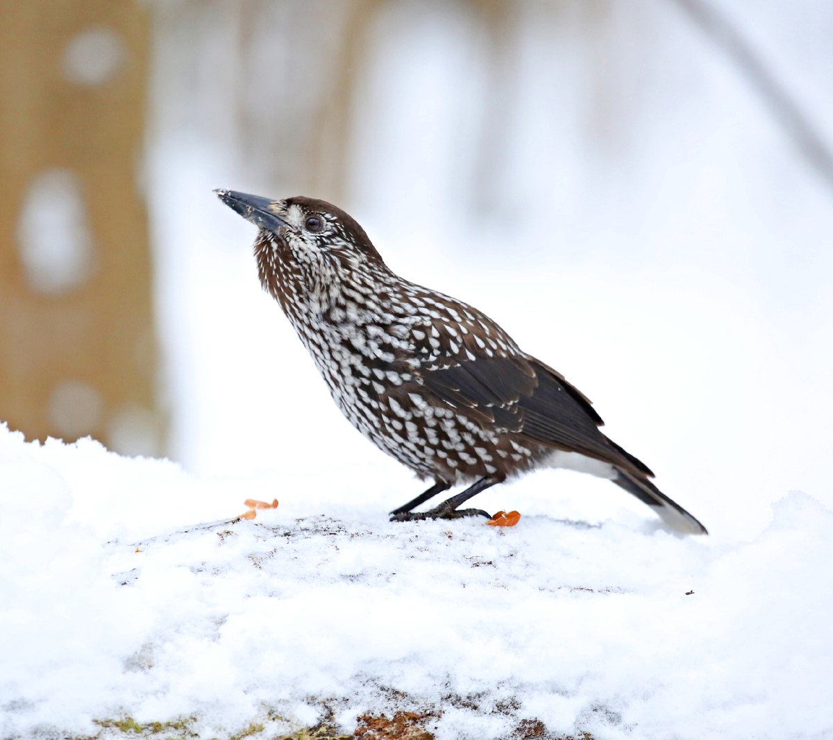 Кедровка задумалась. 