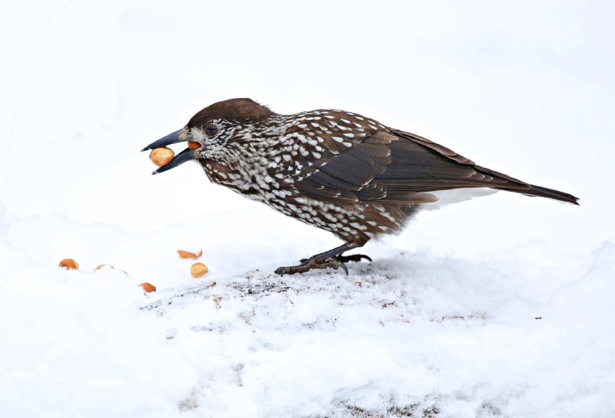 Кедровка за любимым делом. 