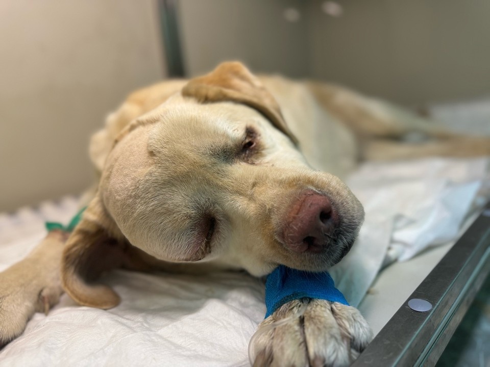    Фото: соцсети приюта «Лесопилка»