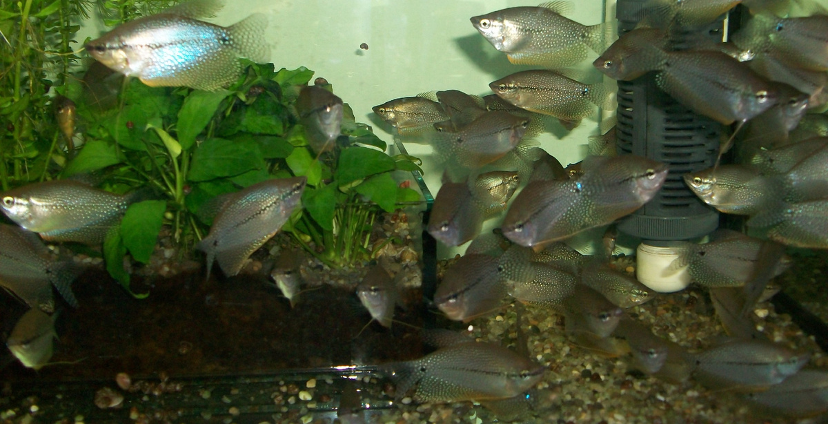 Гурами Жемчужный